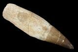 Fossil Rooted Mosasaur (Prognathodon) Tooth - Morocco #163921-1